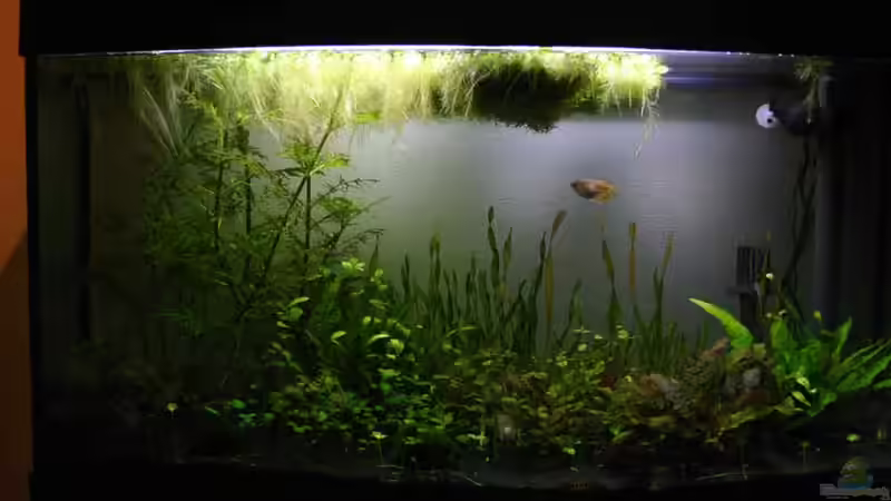 Die Frontansicht meines Beckens Die Frontansicht meines Beckens