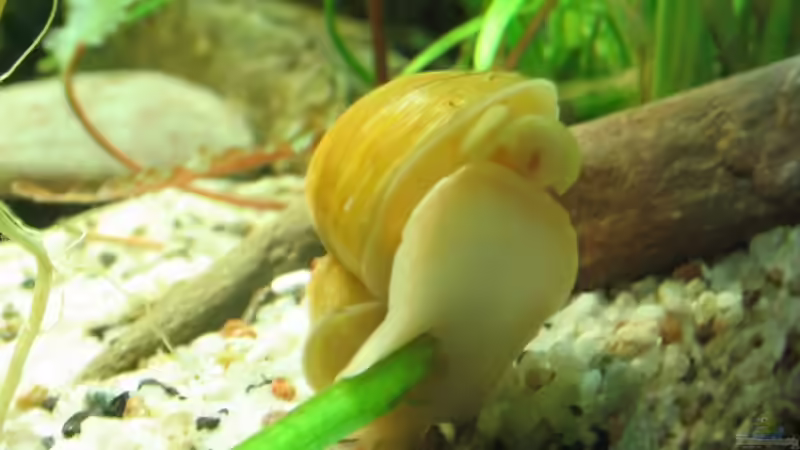Aquarien mit Apfelschnecken (Einrichtungsbeispiele Ampullariidae)