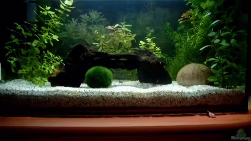 Die Gesamtoptik des Aquariums Die Gesamtoptik des Aquariums