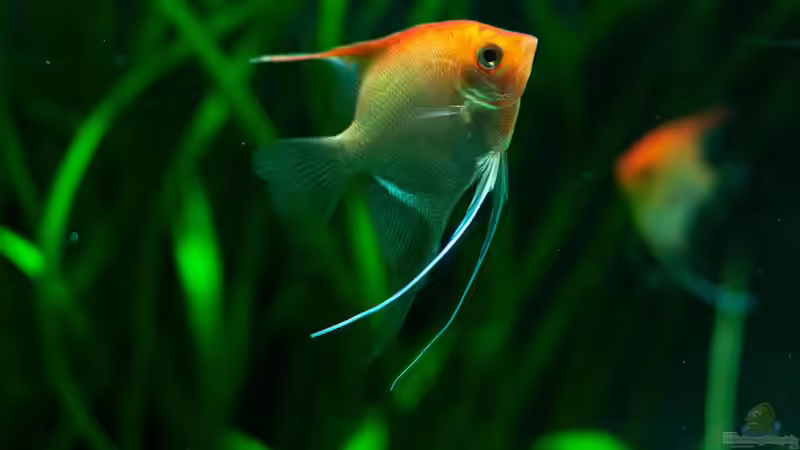 Die Größe der Fische passt sich dem Aquarium an: Ein falscher Mythos