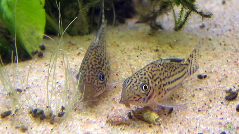 Die ideale Gesellschaft: Panzerwelse und ihre passenden Tankkameraden