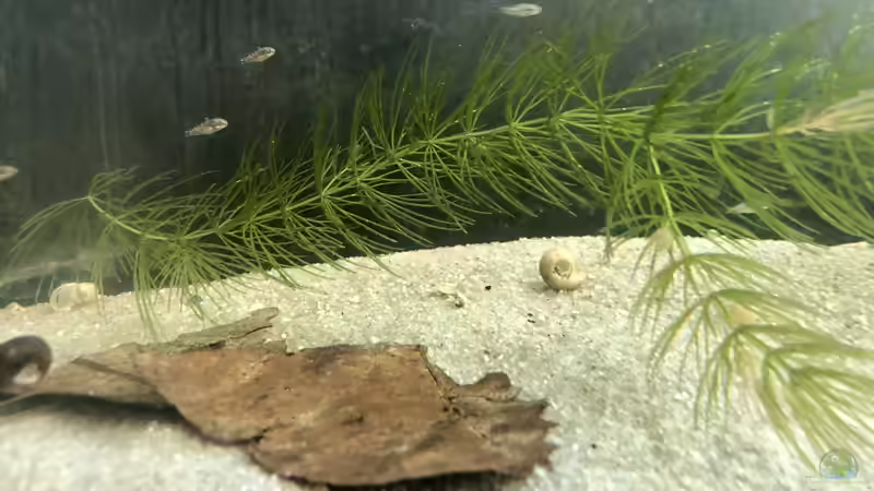 Die Jungfische im Filter