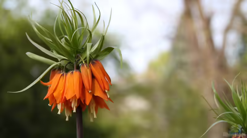Die Kaiserkrone als natürlicher Wühlmausschreck