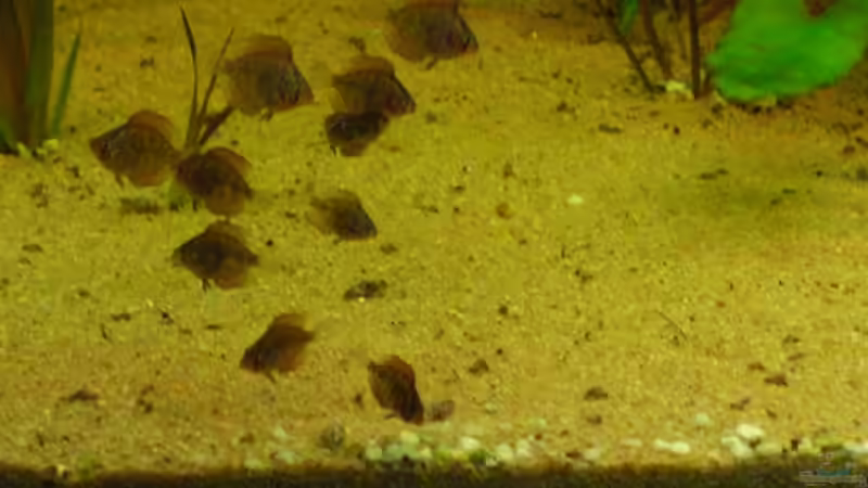 Die Kleinen Die Kleinen