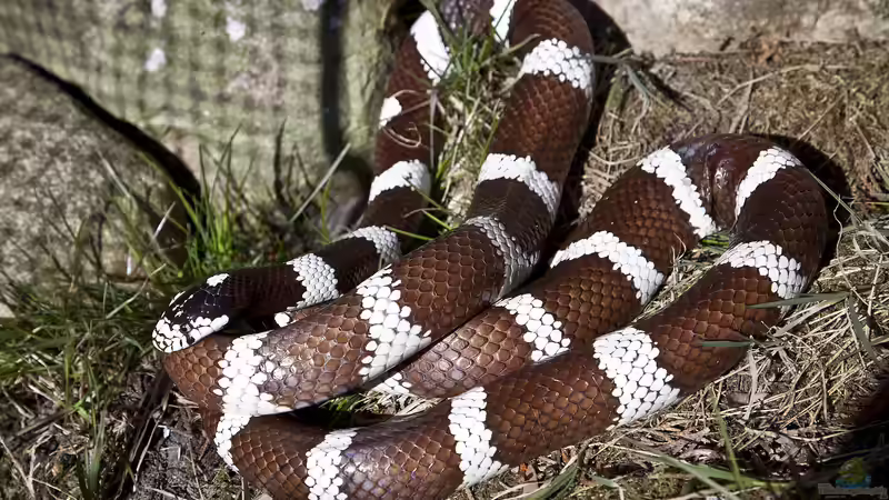 Die Königsnattern der Gattung Lampropeltis: Meister der Tarnung und Eleganz
