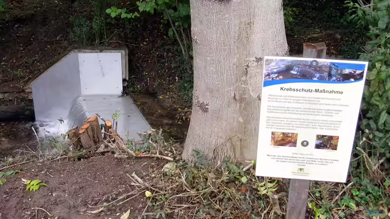 Die Krebspest bedroht heimische Arten