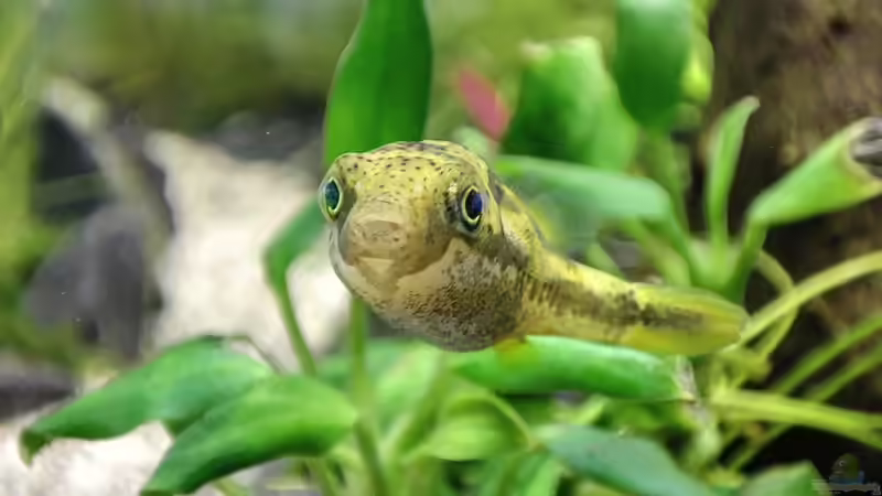 Die Kunst der Haltung von Erbsenkugelfischen: Einblicke in ein faszinierendes Unterwasserabenteuer