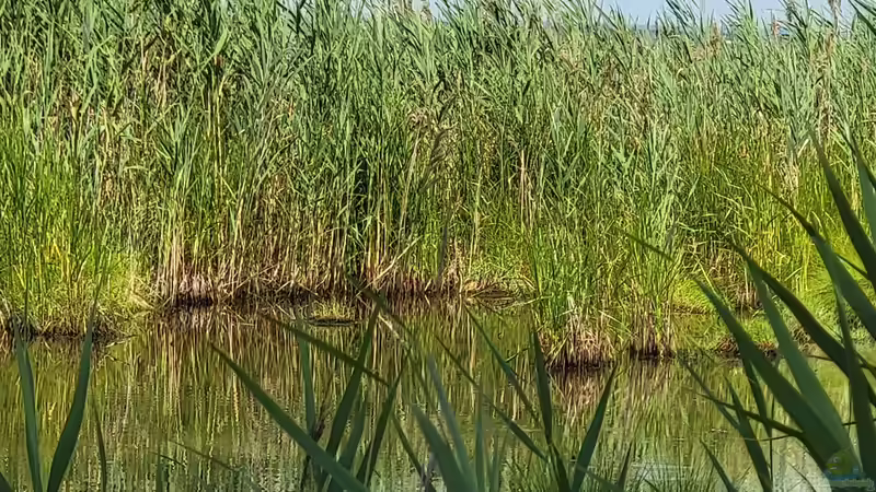 Die Kunst des Sichtschutzes am Gartenteich: Stauden, die Ihre Privatsphäre und Schönheit garantieren