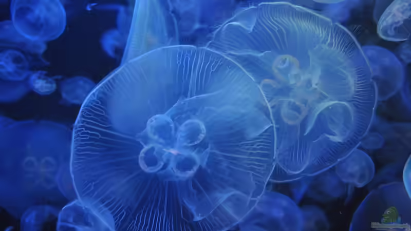 Die Lebenszyklen der Quallen: Medusen und ihre Lebensdauer