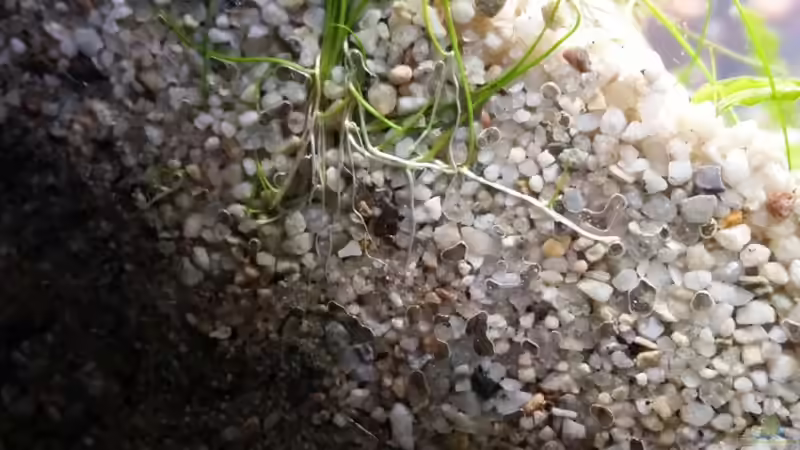 Eleocharis acicularis im Aquarium oder Gartenteich (Einrichtungsbeispiele mit Nadelsimse)