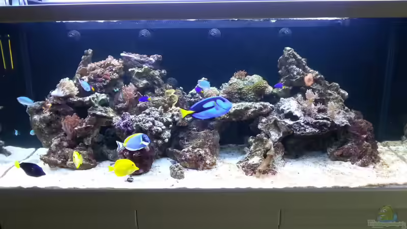 Die optimale Tiefe und Höhe für Aquarien: Ein Leitfaden für Aquarienliebhaber