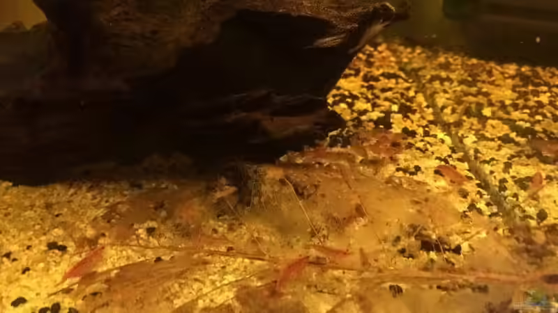 Die Red Fire Garnelen-Bande beim Fressen... (Leider keine gute Auflösung) Die Red Fire Garnelen-Bande beim Fressen... (Leider keine gute Auflösung)