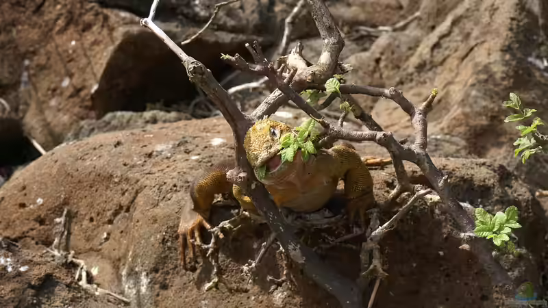Die richtige Ernährung: Reptilienfutter selbst herstellen