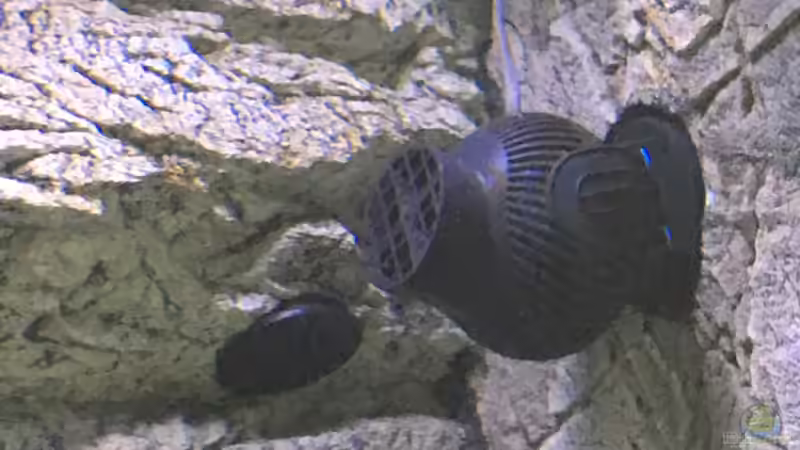 Die richtige Strömung im Aquarium: Tipps und Tricks für ein gesundes Wassermilieu