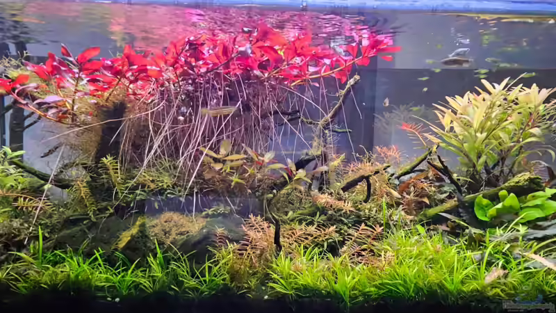 Die rote Insel Die rote Insel