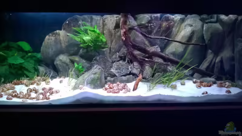 Die Rückwand im Aquarium: Raum für Kreativität