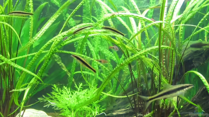 Grasblättriger Wasserkelch im Aquarium pflegen (Einrichtungsbeispiele für Cryptocoryne cordata)