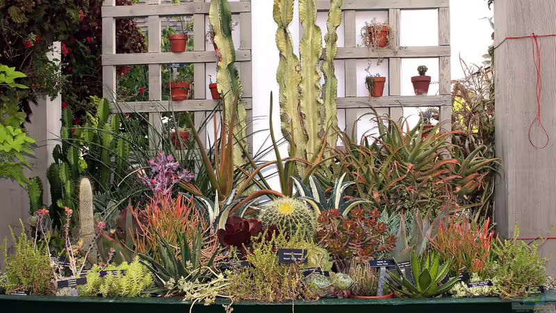 Die Sonnenanbeter mit Sonnenschutz: Pflanzen, die sich vor UV-Strahlen schützen