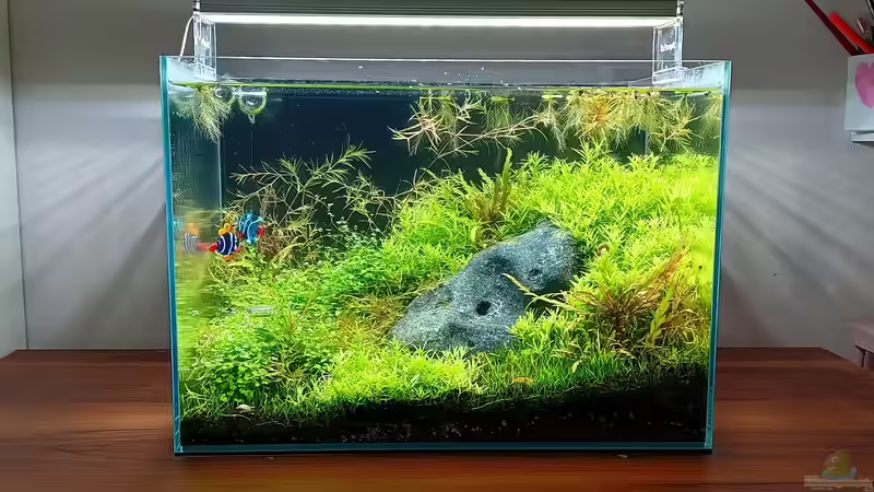 Die Sorgenfreie Pause: Was tun mit dem Aquarium, wenn Sie in den Ferien oder krank sind?