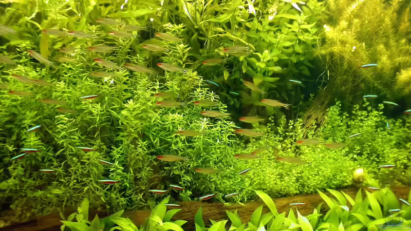 Die ultimative Anleitung zu Aquarium Pflanzen: Tipps, Auswahl und Pflege