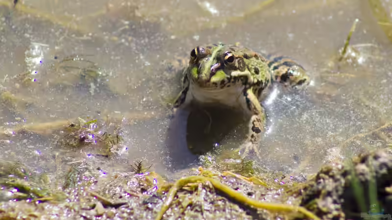 Die unbeliebtesten Gäste im und am Gartenteich