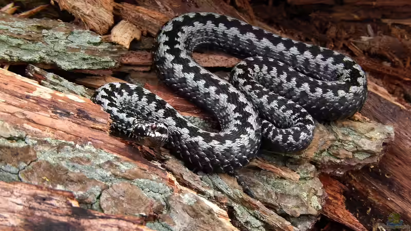 Die unterschiedlichen Toxine der Terrarientiere - ein umfassender Überblick über Gifte, Wirkmechanismen und Bedeutung für die Terrarienhaltung