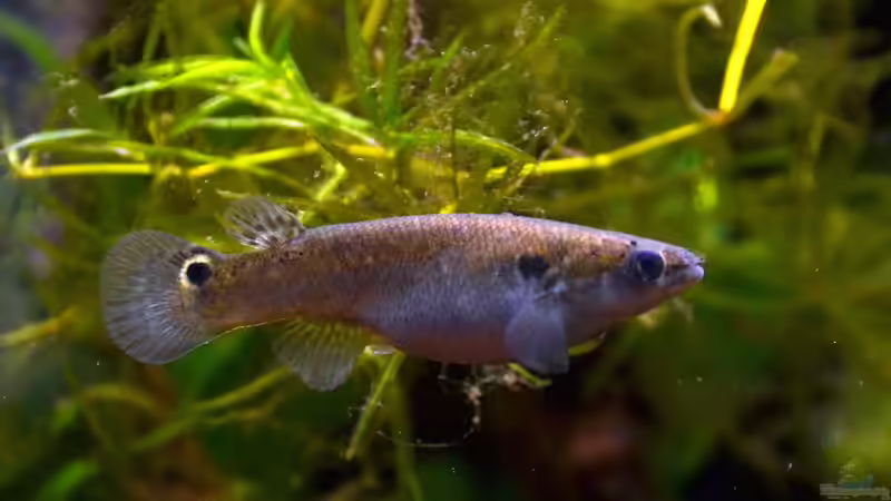 Die Welt der Killi-Fische: Ein Einblick