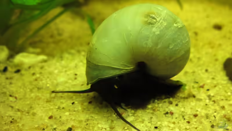 Die wundersame Welt der Pomacea bridgesii /Apfelschnecke