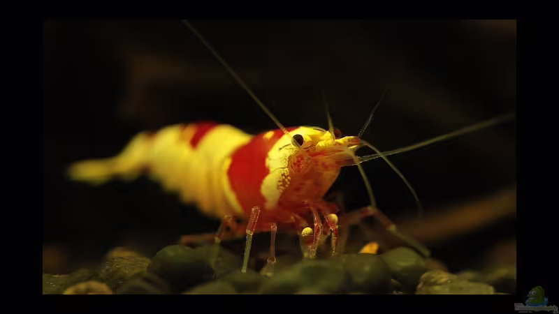 Die Zeichnung mach den Unterschied, Hochzuchten der Crystal red !