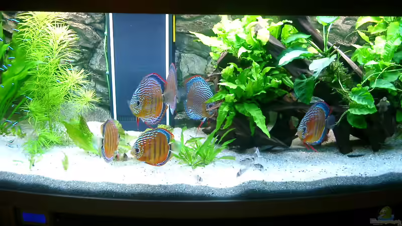 Diskus Aquarium 13.12.09 Diskus Aquarium 13.12.09