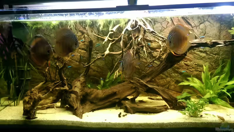 Diskus rot-türkis, Hauptwurzel und ein paar Pflanzen Diskus rot-türkis, Hauptwurzel und ein paar Pflanzen