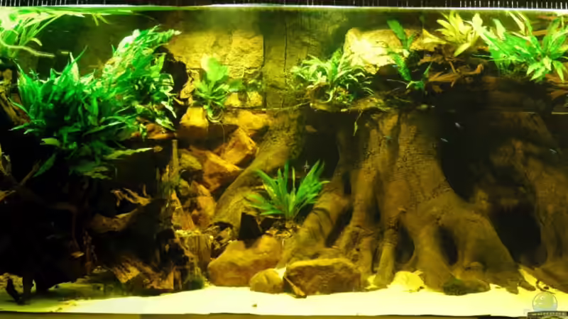 Diskusbecken 300x100x100 Diskusbecken 300x100x100