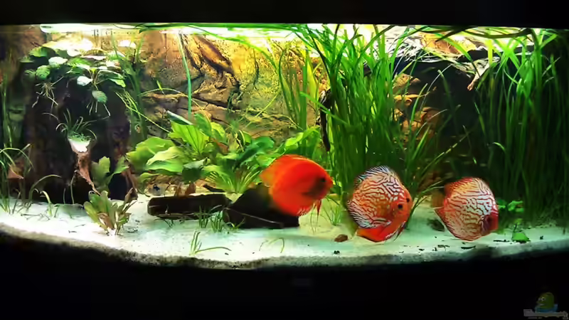 Diskusbecken Diskusbecken