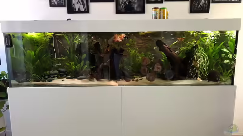 Diskusbecken Diskusbecken