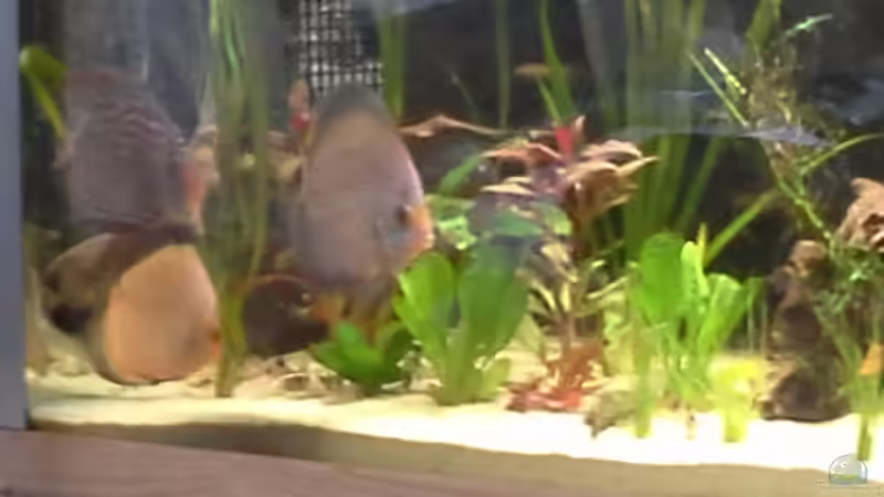 diskustraum diskustraum