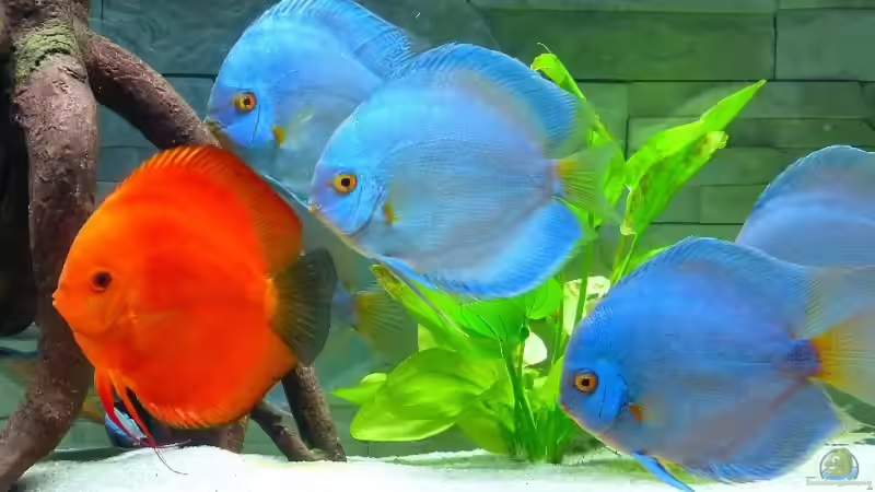 Diskuszucht Stendker schließt die Zucht!