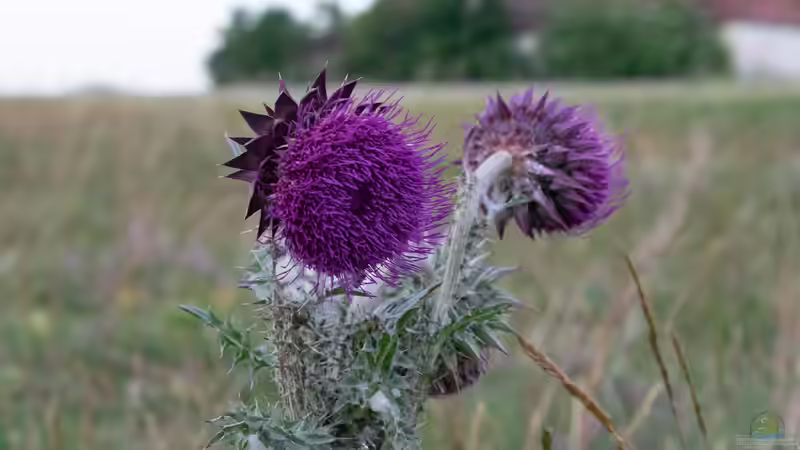 Disteln: Unkraut oder ökologisch wertvoll?
