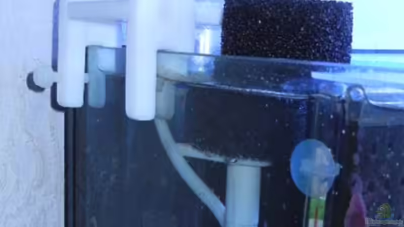 DIY: Einen Eiweißabschäumer selbst bauen