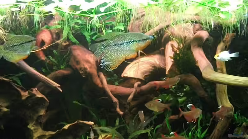 DIY Alternativen zur Rückwand!