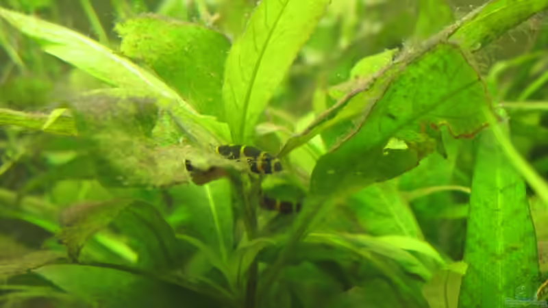 Aquarien mit Hygrophila-Arten (Wasserfreund, Wasserwedel)