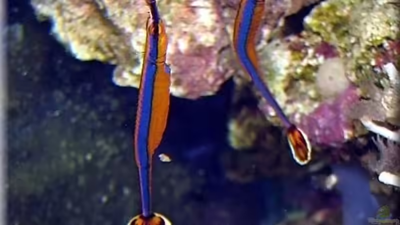 Doryrhamphus excisus excisus im Aquarium halten (Einrichtungsbeispiele für Blaustreifen-Seenadel)