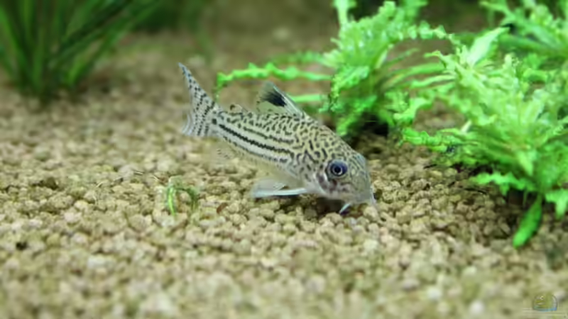 Aquarien für Corydoras trilineatus (Dreilinien-Panzerwels)