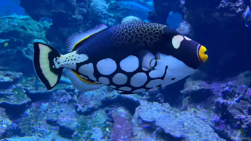 Drückerfische: Deshalb sind sie so aggressiv - Ursachen, Verhalten und biologische Hintergründe