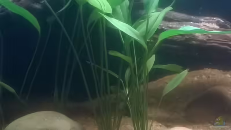 Echinodorus argentinensis im Garten pflanzen (Einrichtungsbeispiele mit Argentinischer Froschlöffel)