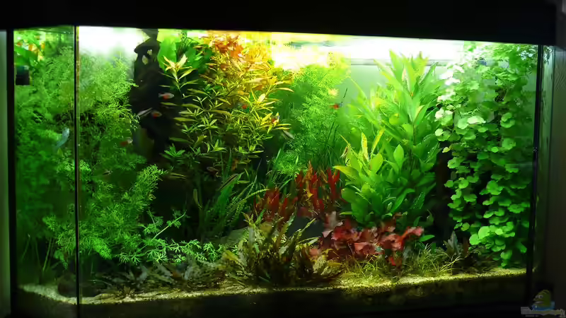 Eckaquarium 340 Liter November 2010 Eckaquarium 340 Liter November 2010