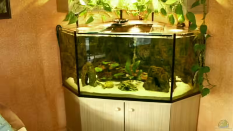 Eckaquarium Marke Eigenbau Eckaquarium Marke Eigenbau