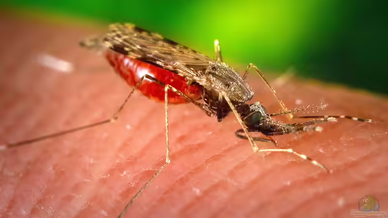 Effektive Stechmückenbekämpfung mit BTI - Ein Leitfaden für ein mückenfreies Zuhause