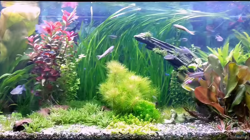 Eheim 240 L Eheim 240 L