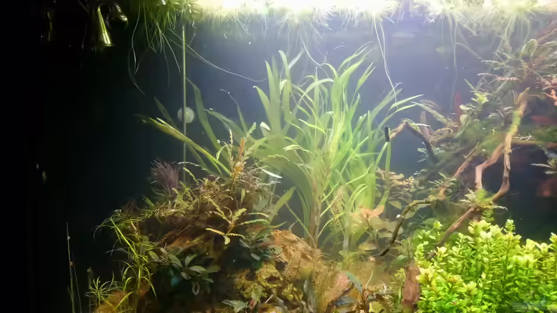 Eichhornia azurea im Aquarium pflegen (Einrichtungsbeispiele für Blaue Wasserhyazinthe)