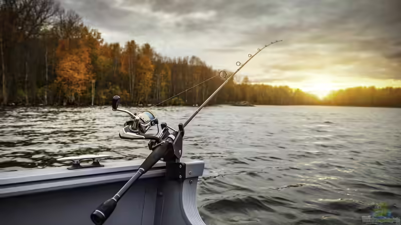 Ein Döbel am Haken - So hast du Erfolg beim Angeln